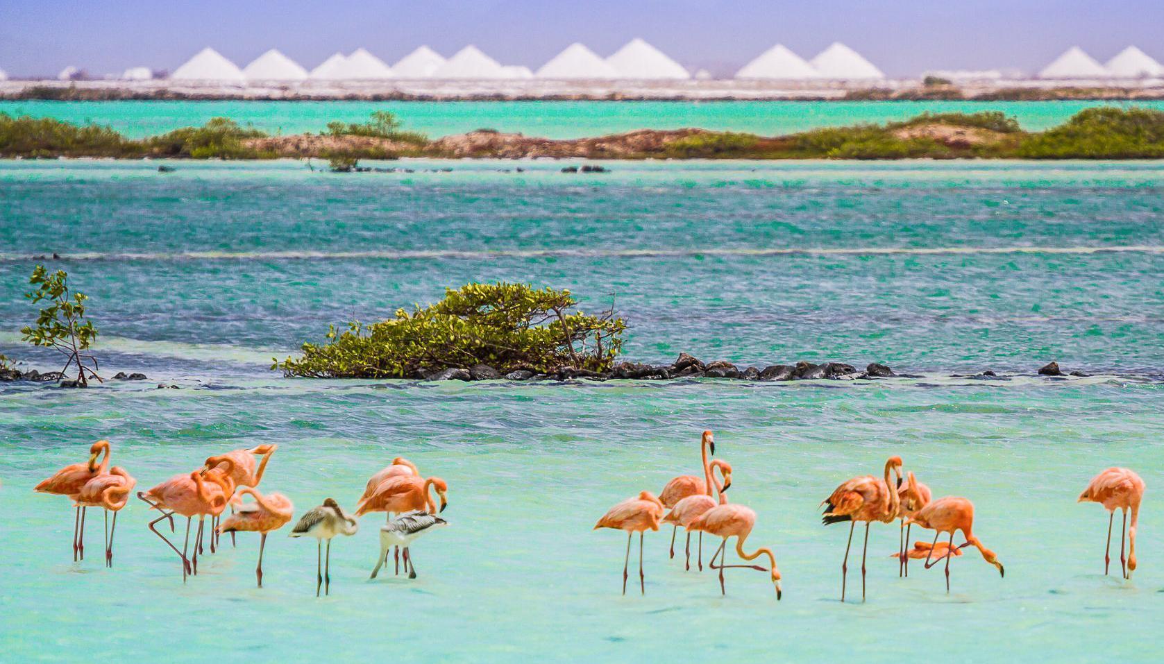 Van Der Valk Plaza Beach & Dive Resort Bonaire คราเลนไดค์ ภายนอก รูปภาพ